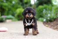 Callie, a female Cavapoo for sale in Dundee, OH – 1 of 5