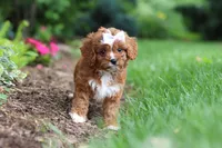 Gracie, a female Cavapoo for sale in Dundee, OH – 3 of 9