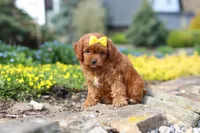 Zoey, a female Cavapoo for sale in Dundee, OH – Photo 6 of 6