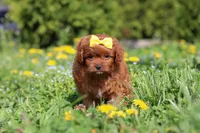 Zoey, a female Cavapoo for sale in Dundee, OH – Photo 2 of 6