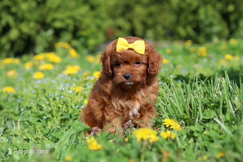 Zoey – Cavapoo puppy for sale in Dundee, OH