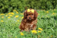 Zoey, a female Cavapoo for sale in Dundee, OH – Photo 1 of 6