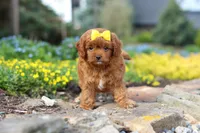 Zoey, a female Cavapoo for sale in Dundee, OH – Photo 3 of 6