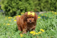 Zoey, a female Cavapoo for sale in Dundee, OH – Photo 5 of 6