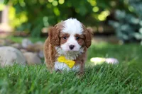 Oscar, a male Cavapoo for sale in Dundee, OH – 8 of 10