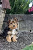 Winston, a male Yorkipoo for sale in Dundee, OH – 9 of 10