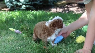 Oscar, a male Cavapoo for sale in Dundee, OH – 10 of 10