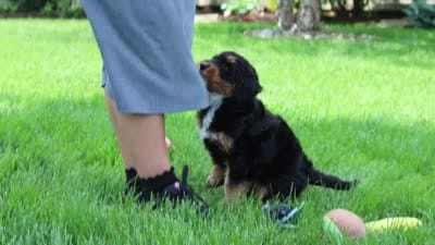 Nala, a female Miniature Bernedoodle for sale in Dundee, OH – 9 of 9