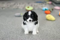 Hunter, a male Cavapoo for sale in Dundee, OH – 3 of 8