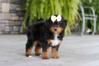 Dolly, a female Miniature Bernedoodle for sale in Dundee, OH – 8 of 10