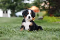 Denali, a male Bernese Mountain Dog for sale in Dundee, OH – 4 of 10