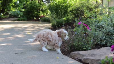 Haven, a female Cavapoo for sale in Dundee, OH – 10 of 10