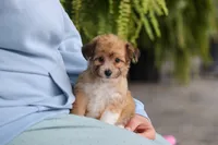 Bambi, a female Miniature Australian Shepherd and Havachon for sale in Dundee, OH – 6 of 7