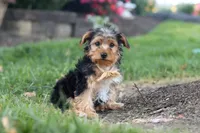 Myles, a male Yorkipoo for sale in Dundee, OH – 3 of 9