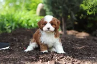Oscar, a male Cavapoo for sale in Dundee, OH – 2 of 8