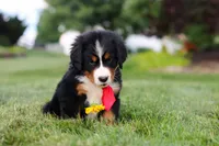 Prince, a male Bernese Mountain Dog for sale in Dundee, OH – 7 of 8