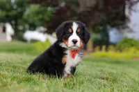 Victor, a male Bernese Mountain Dog for sale in Dundee, OH – 4 of 10