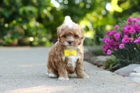 Brady, a male Cavapoo for sale in Dundee, OH – 6 of 9