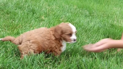 Champ, a male Cavapoo for sale in Dundee, OH – 8 of 8