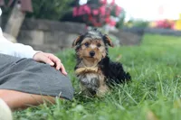 Myles, a male Yorkipoo for sale in Dundee, OH – 8 of 9