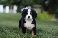 Savannah, a female Bernese Mountain Dog for sale in Dundee, OH – 2 of 6