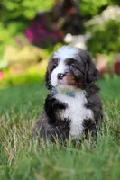 Whyatt, a male Miniature Bernedoodle for sale in Dundee, OH – 8 of 9