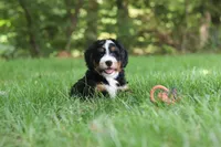 Teddy, a male Miniature Bernedoodle for sale in Dundee, OH – 6 of 8