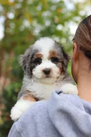 Paris, a female Miniature Bernedoodle for sale in Dundee, OH – 7 of 10