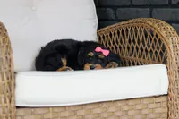 Nala, a female Miniature Bernedoodle for sale in Dundee, OH – 2 of 9