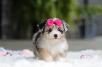Ellie, a female Miniature Australian Shepherd and Havachon for sale in Dundee, OH – 8 of 10