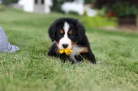 Victor, a male Bernese Mountain Dog for sale in Dundee, OH – 3 of 10