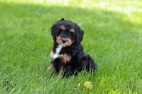 Nala, a female Miniature Bernedoodle for sale in Dundee, OH – 4 of 9