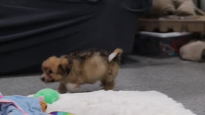 Bambi, a female Miniature Australian Shepherd and Havachon for sale in Dundee, OH – 7 of 7