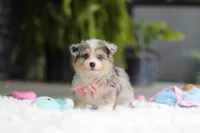 Nala, a female Miniature Australian Shepherd and Havachon for sale in Dundee, OH – 7 of 8
