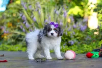 Katie, a female Cavapoo for sale in Dundee, OH – 7 of 10