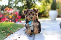 Winston, a male Yorkipoo for sale in Dundee, OH – 10 of 10