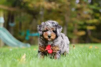 Kelce, a male Miniature Bernedoodle for sale in Dundee, OH – 3 of 10