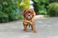 George, a male Cavalier King Charles Spaniel for sale in Dundee, OH – 8 of 10
