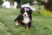 Aurora, a female Bernese Mountain Dog for sale in Dundee, OH – 10 of 10