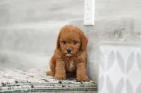 Ace, a male Cavapoo for sale in Dundee, OH – 5 of 7