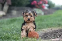 Beckham, a male Yorkipoo for sale in Dundee, OH – 2 of 10