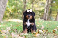 Dolly, a female Miniature Bernedoodle for sale in Dundee, OH – 3 of 10