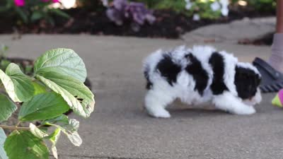 Leo, a male Cavapoo for sale in Dundee, OH – 10 of 10