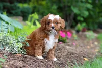 Gracie, a female Cavapoo for sale in Dundee, OH – 2 of 9