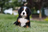 Queen, a female Bernese Mountain Dog for sale in Dundee, OH – 5 of 5