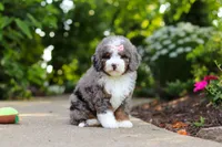 Remi, a female Miniature Bernedoodle for sale in Dundee, OH – 2 of 5