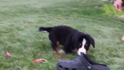 Victor, a male Bernese Mountain Dog for sale in Dundee, OH – 10 of 10