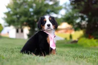 Zara, a female Bernese Mountain Dog for sale in Dundee, OH – 5 of 10