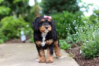 Nala, a female Miniature Bernedoodle for sale in Dundee, OH – 8 of 9