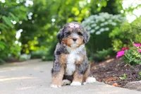 Zoey, a female Miniature Bernedoodle for sale in Dundee, OH – 3 of 6